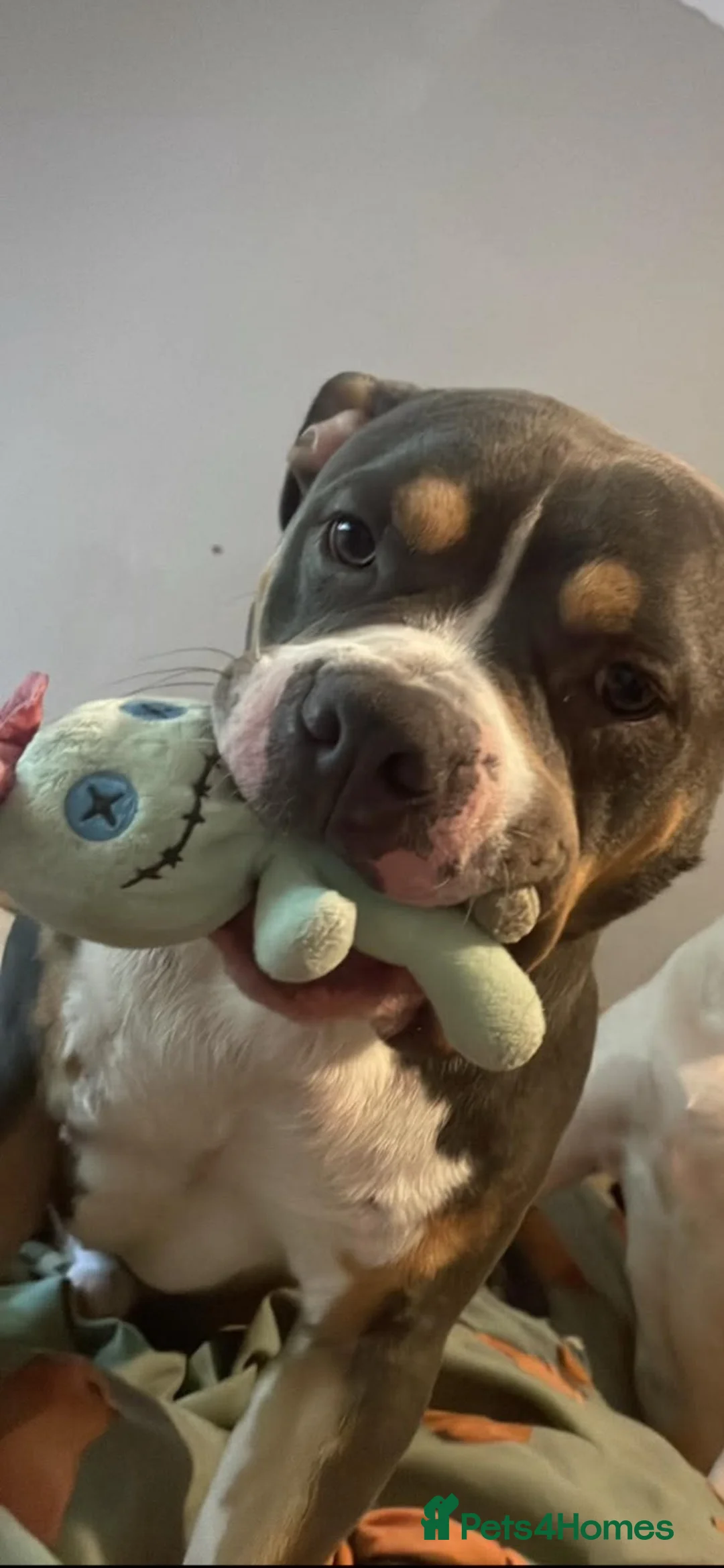 American Bully dogs for stud: Blue tri colour pocket bully for stud - Advert 2