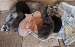 Mixed Breed cats for sale: Stunning kittens, blues, dilute gingers and blacks - Image 7