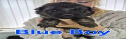 German Shepherd dogs for sale: Beautiful Plush Coated German Shepherd Puppies  - Advert 8
