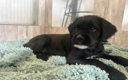 Mixed Breed dogs for sale:  Boxer-Doodle - Image 4