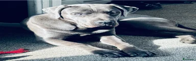 Cane Corso 1