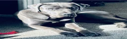 Cane Corso dogs for sale: 10 month old cane corso - Advert 3