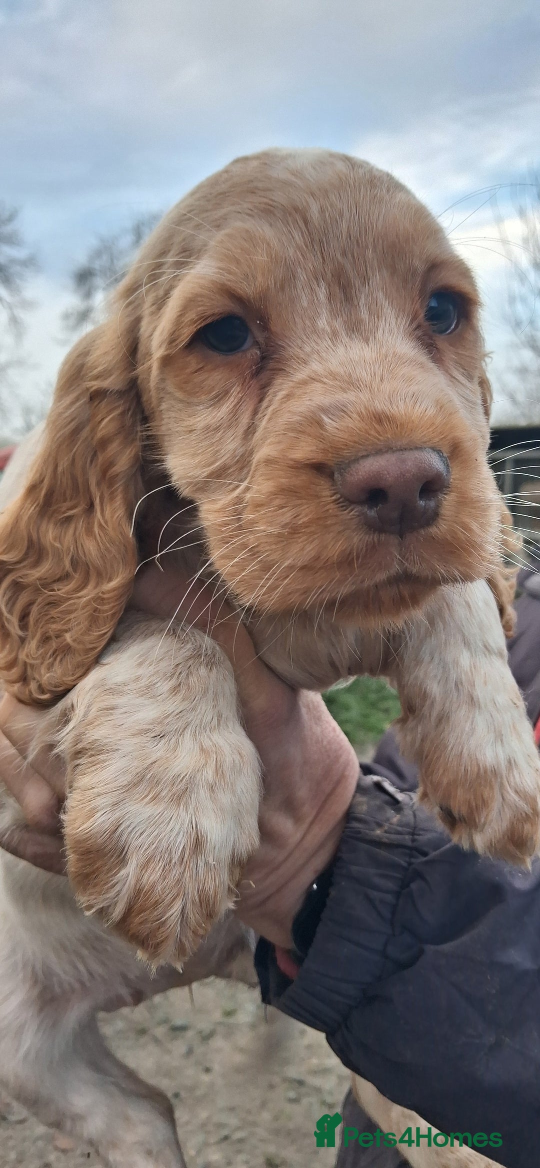 Sprocker dogs for sale: Sprocker pups for sale. - Advert 5