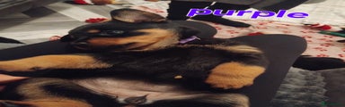 Rottweiler Puppy 5