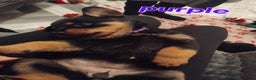 Rottweiler dogs for sale: Rottweiler puppies  - Advert 4