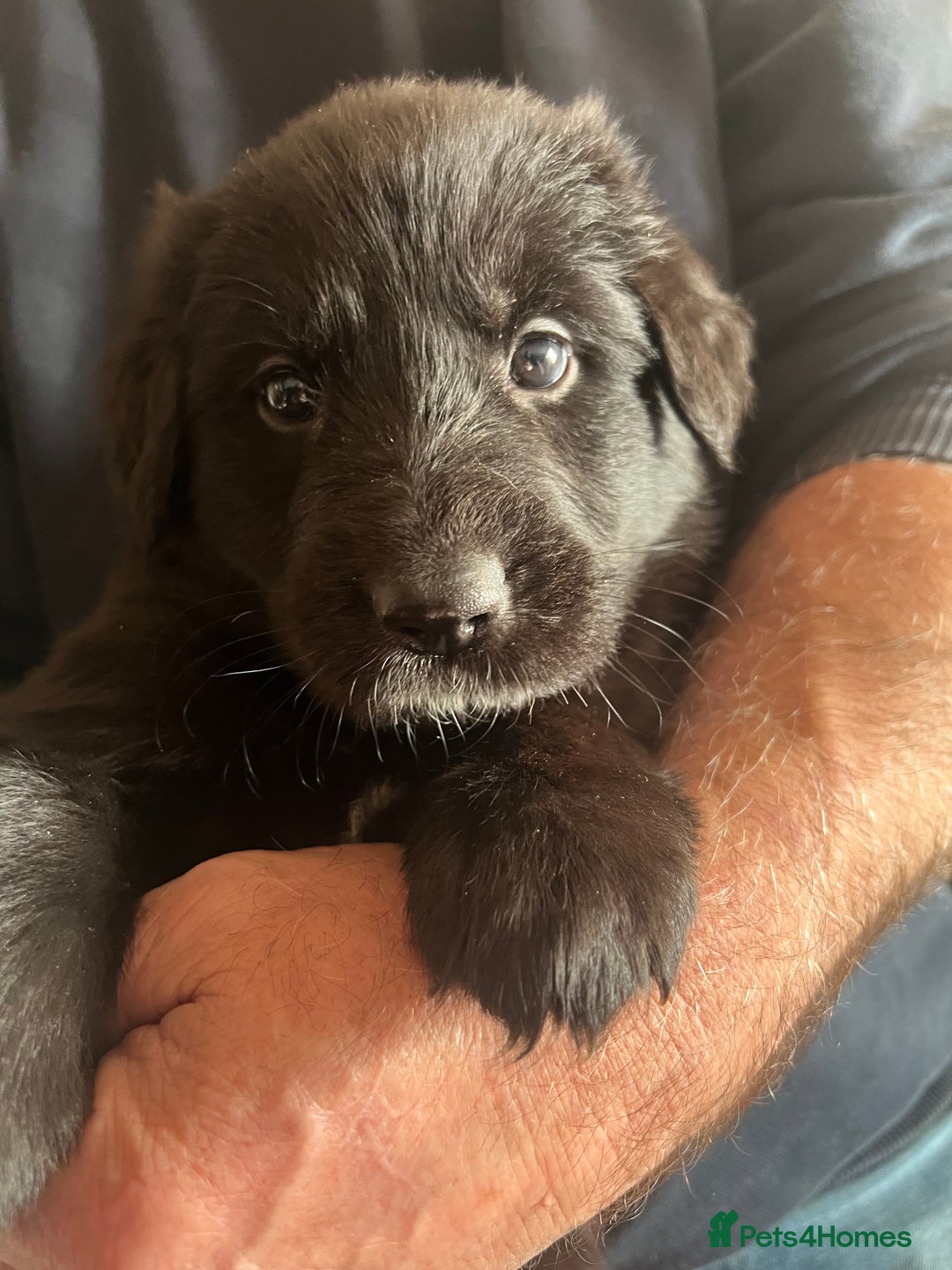 Mixed Breed dogs for sale: Stunning Black German Shepherd X puppies - Advert 5