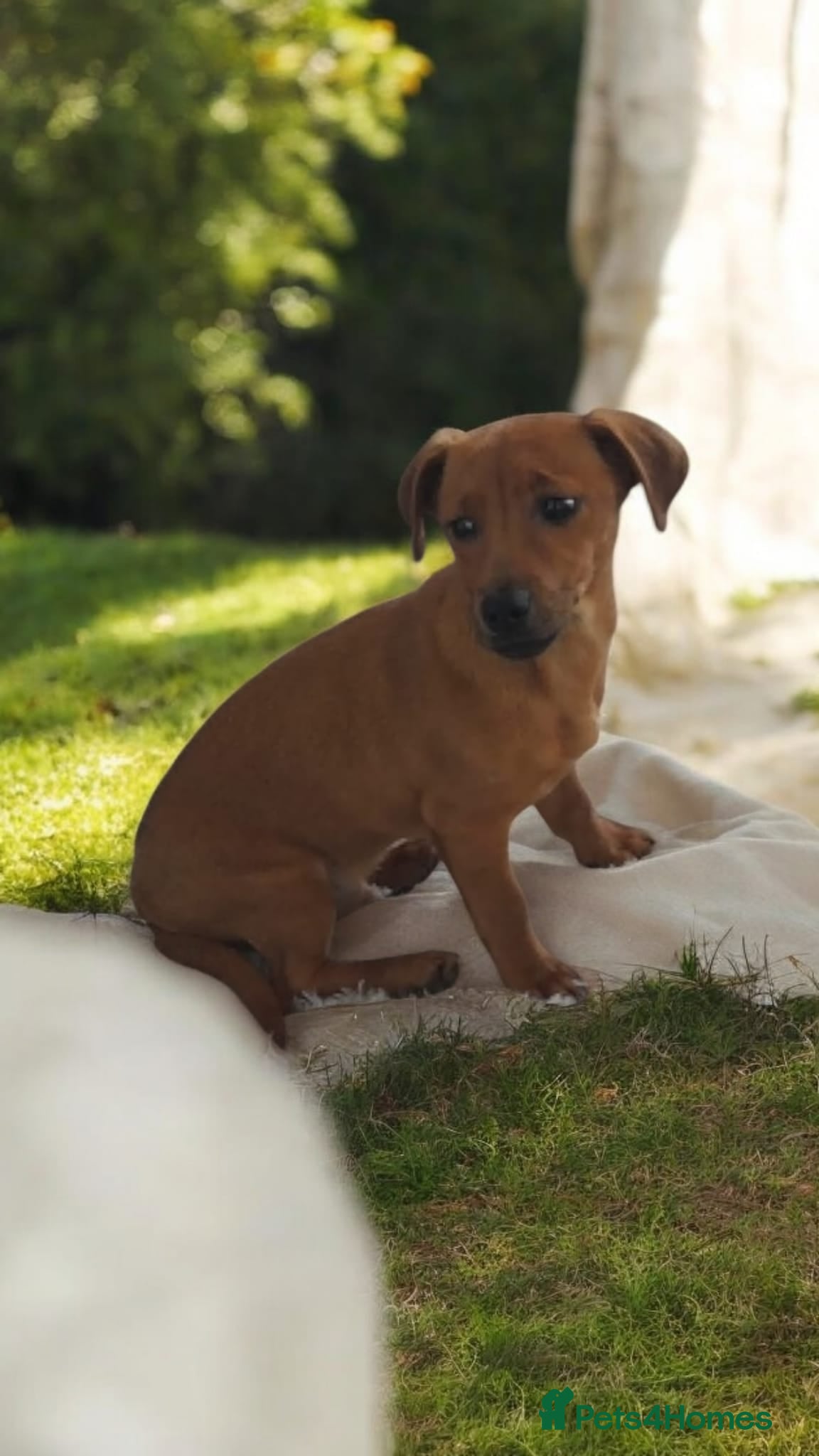 Patterjack dogs Patterjack for sale  - Advert 7