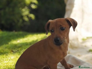 Patterjack dogs Patterjack for sale - Advert 4