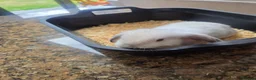 Mini Lop rabbits for sale: Mini Lop Bunnies for sale in Stockport - Advert 19