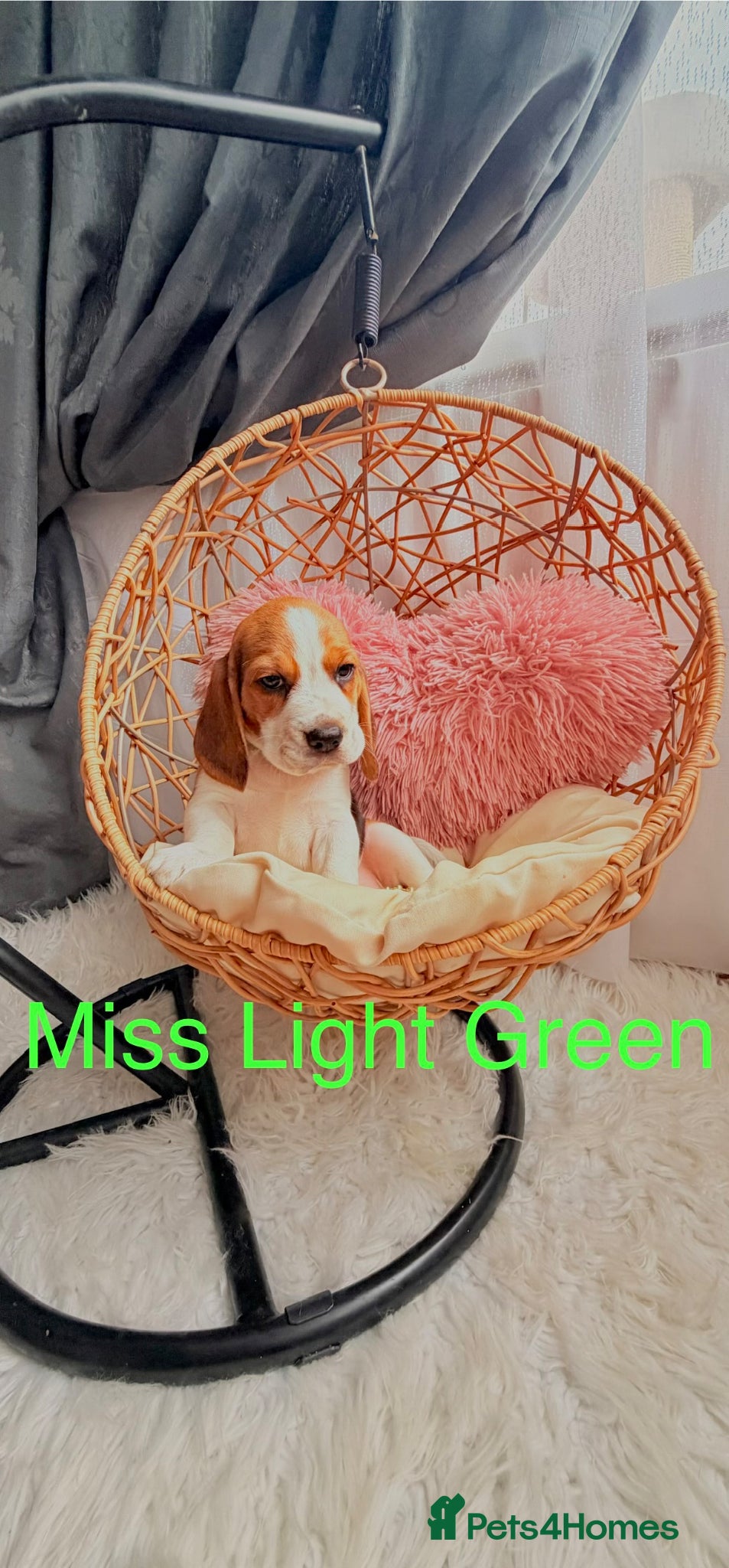 Beagle dogs for sale: 💞BEAUTIFUL BEAGLE PUPPIES 💞 - Advert 3
