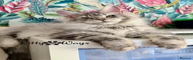 Maine Coon BOY
