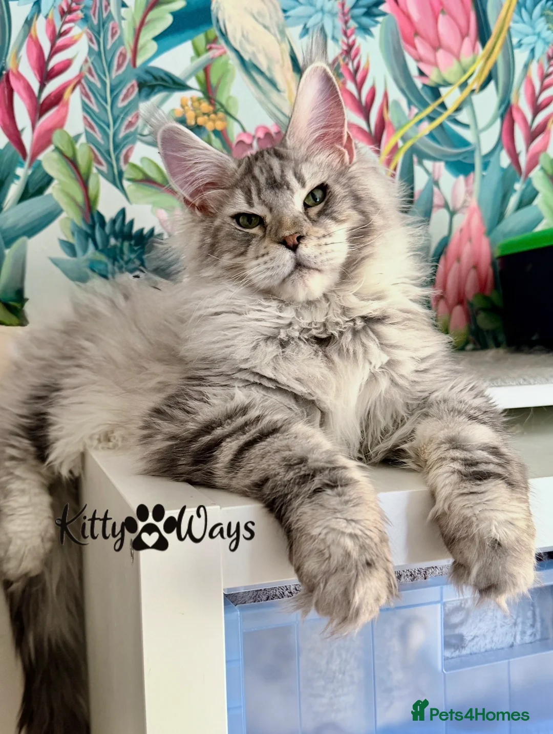 Maine Coon cats for sale: 🐾🦁 HUGE RUSSIAN CHAMPION LINES SILVER BOY 🦁🐾 - Advert 1