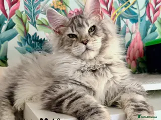 Maine Coon cats 🐾🦁 HUGE RUSSIAN CHAMPION LINES SILVER BOY 🦁🐾 - Advert 9