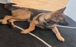 German Shepherd dogs for sale: German Shepherd 6 months old Male Dog  - Image 1