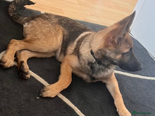 German Shepherd dogs for sale - Advert 1