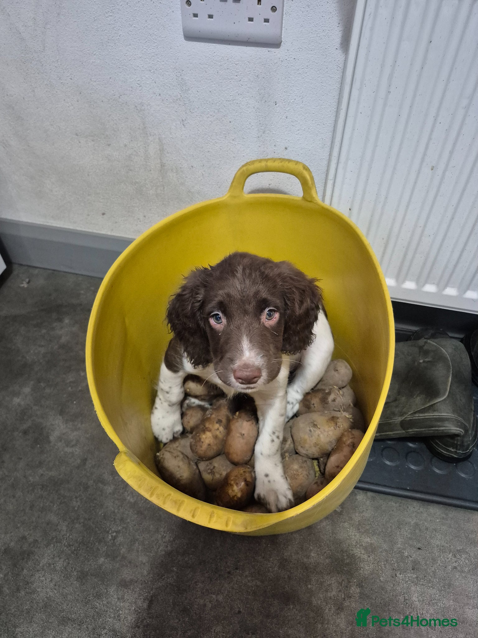 English Springer Spaniel dogs English Springer Spaniel Pups LAST 3 AVAILABLE - Advert 1