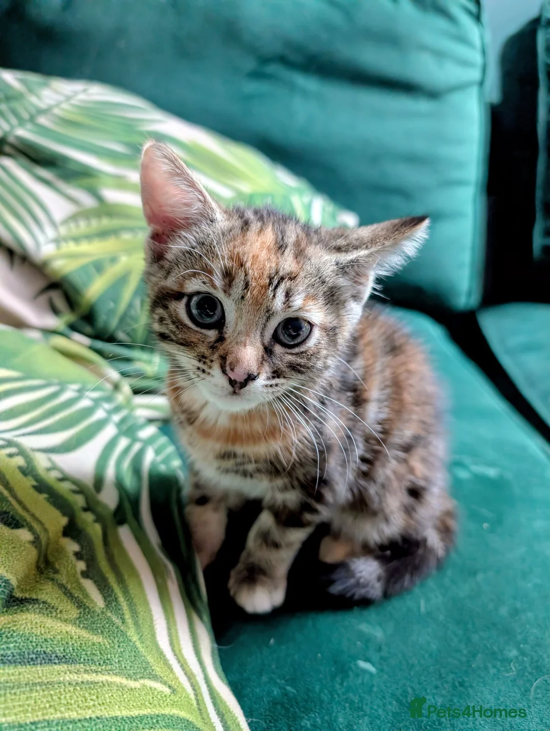Mixed Breed cats for sale: Beautiful kittens for sale  - Advert 1