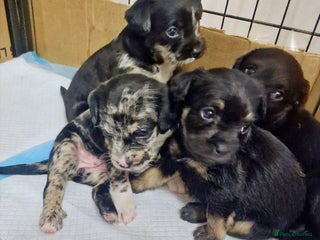 Mixed Breed dogs - Advert 18