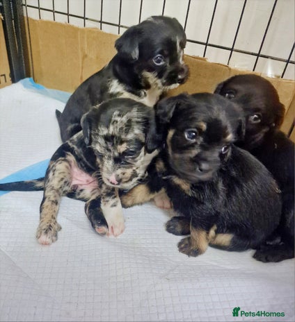 Mixed Breed dogs - Advert 13