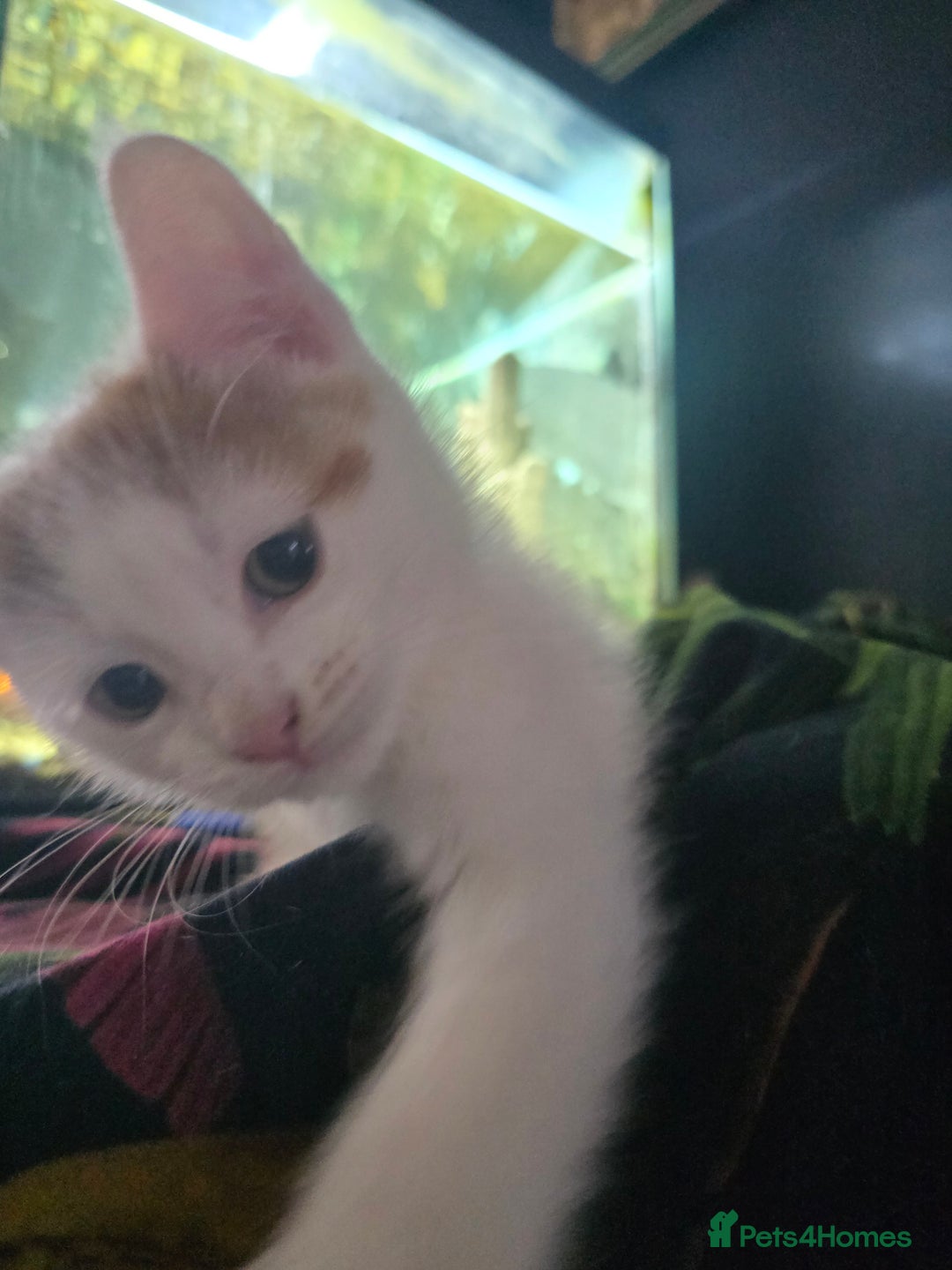 Mixed Breed cats for sale: SweetPlayfulKitten–Socialised with Dog 😻 - Image 6