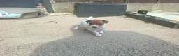 Jack Russell dogs for sale: Jack Russell pups for sale  in Bury - Advert 3