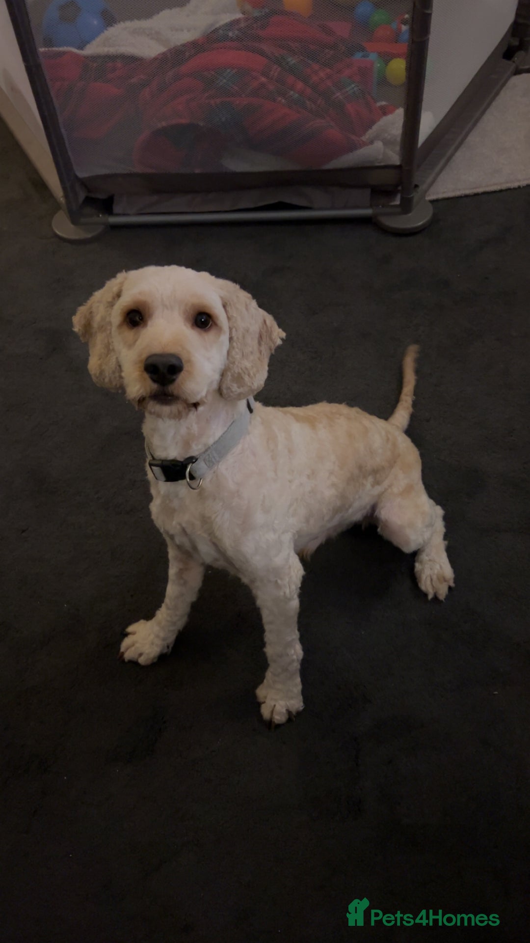 Cockapoo dogs for stud: Buddy the cockapoo ❤️ - Advert 6