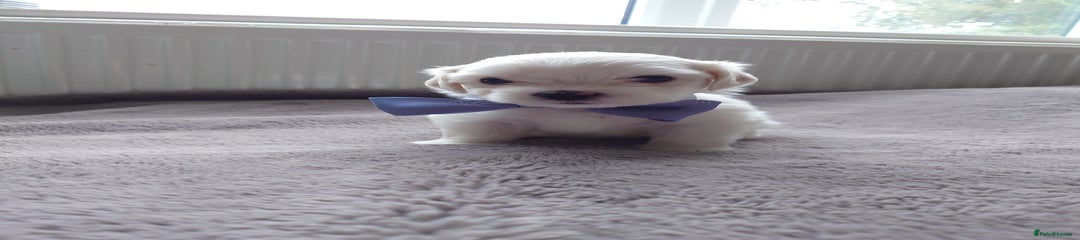Zuchon Puppy 6