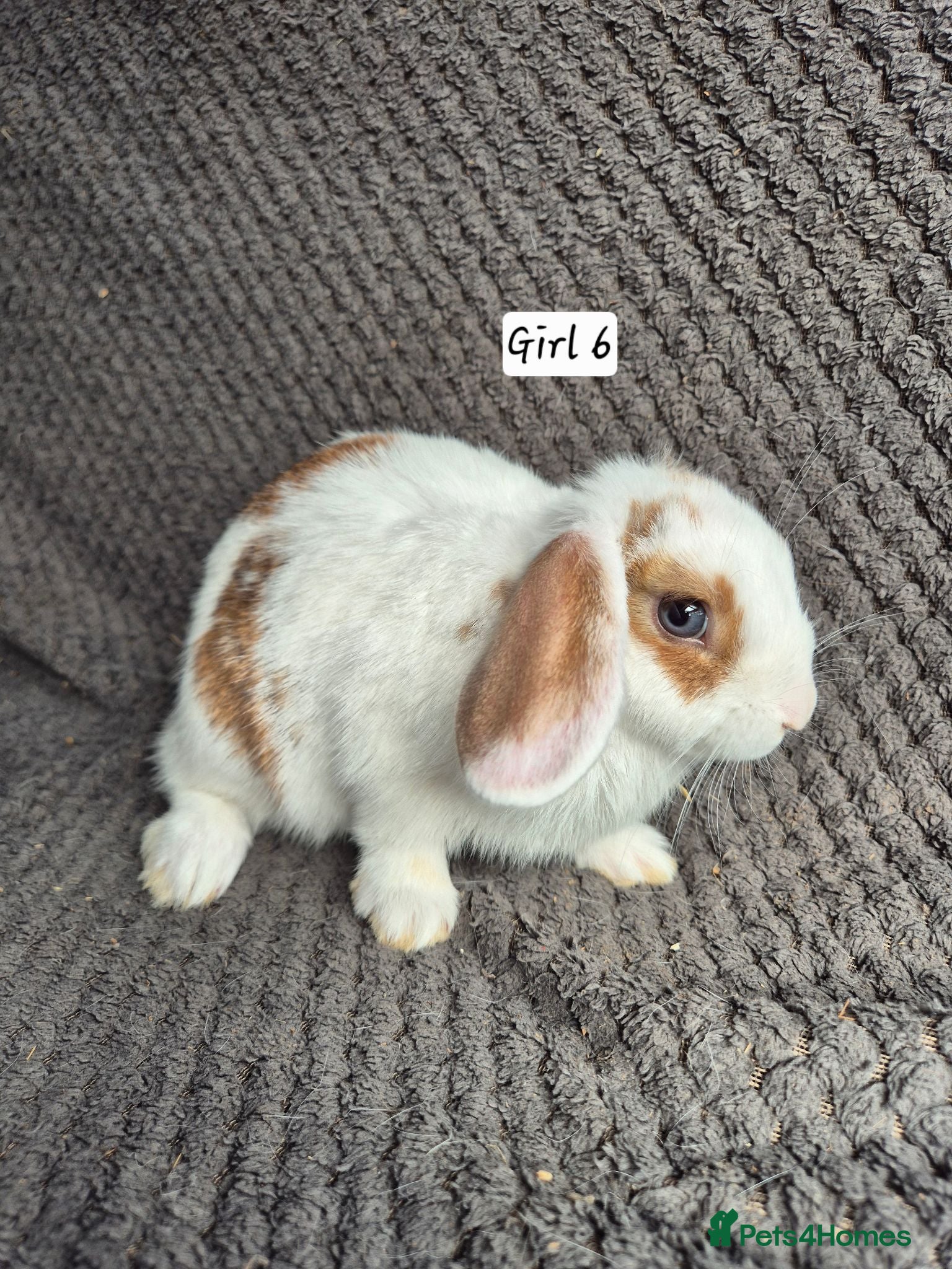 Mini Lop rabbits Mini Lop Bunnies - Advert 10
