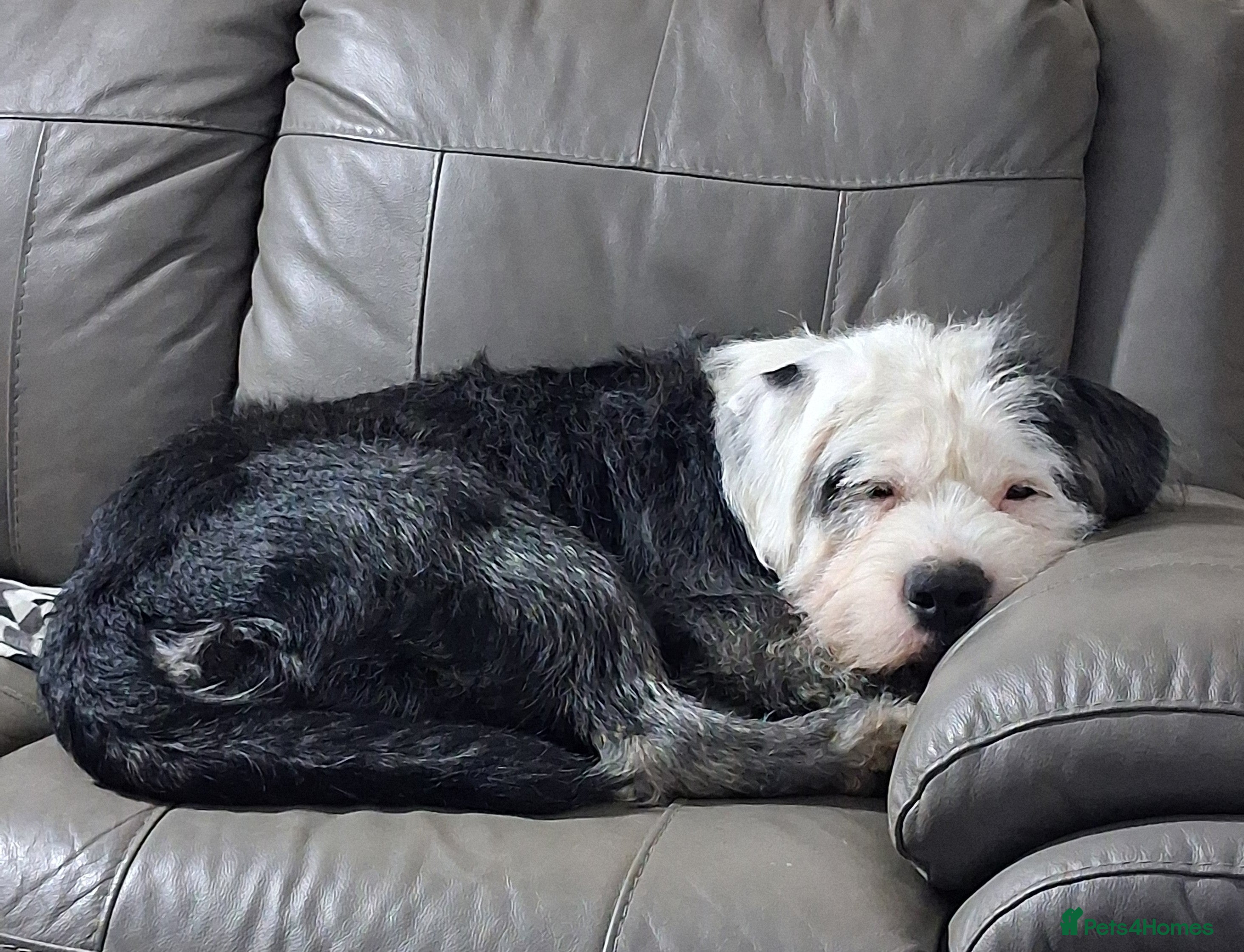 Mixed Breed dogs Joyful Jasper - Advert 4