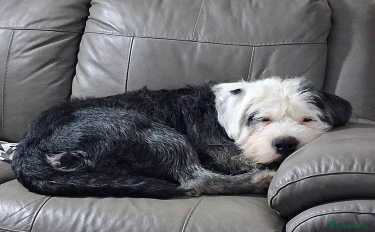 Mixed Breed dogs - Advert 3