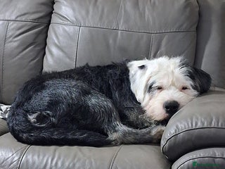 Mixed Breed dogs for sale - Advert 1