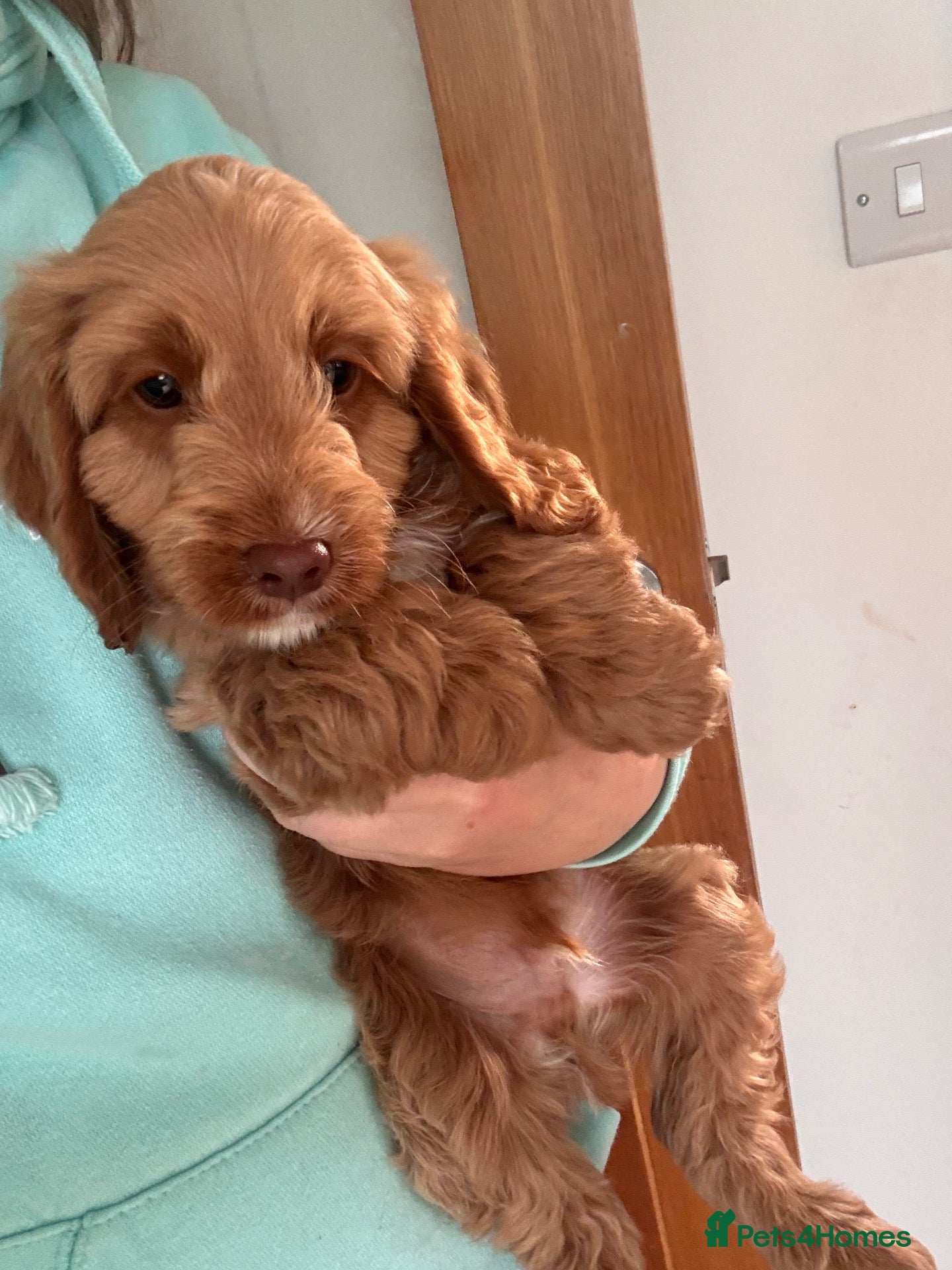 Cockapoo dogs Beautiful F1 Cockapoos Boys and 1 Girl available  - Advert 1
