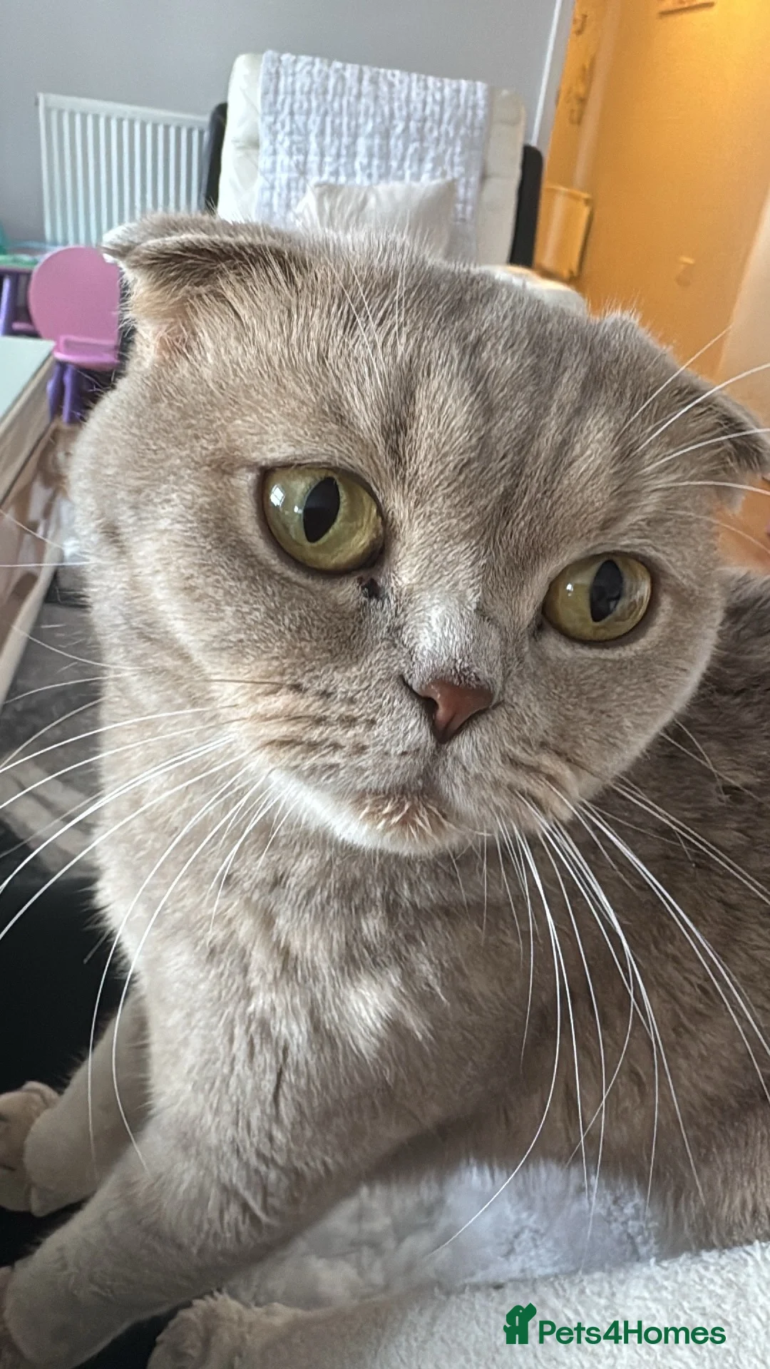 Scottish Fold cats for sale: Scottish Fold Cat in Northampton - Advert 4