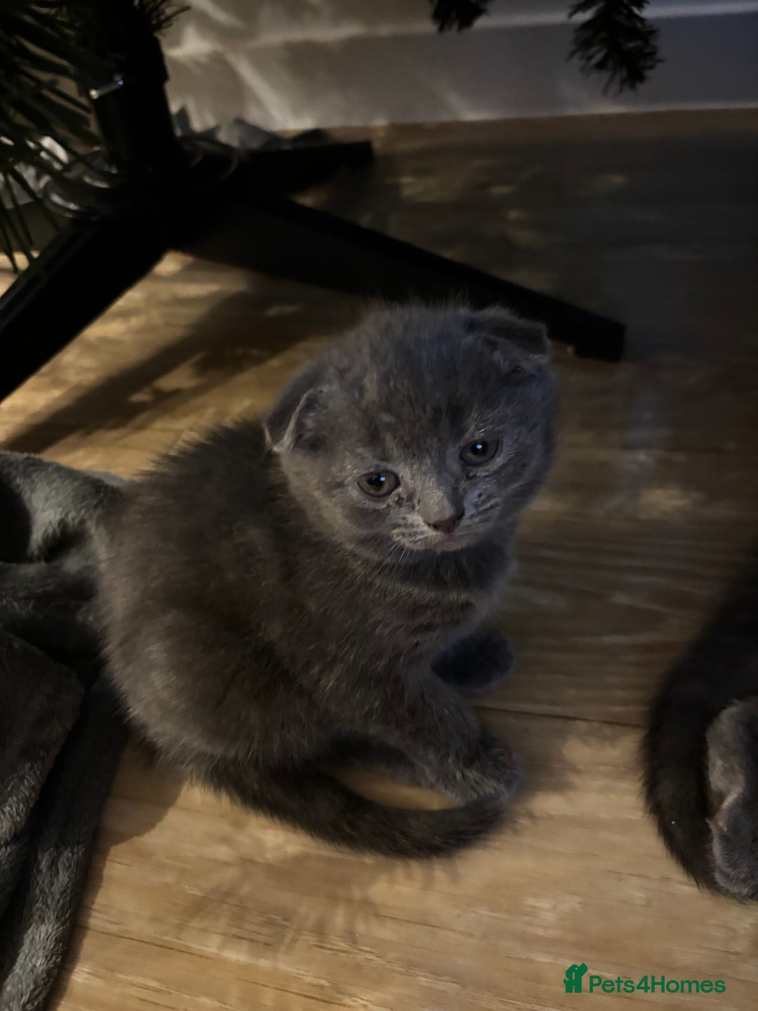 Scottish Fold cats for sale: Mother cat and Scottish fold kittens - Advert 6
