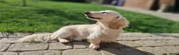 Dachshund dogs for sale: Beautiful dapple daschunds - Advert 2
