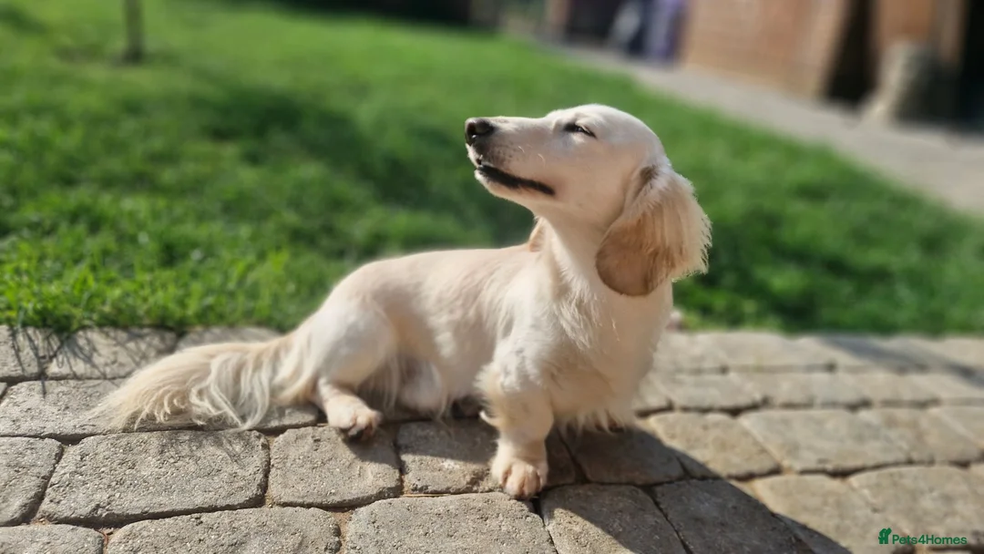 Dachshund dogs for sale: Beautiful dapple daschunds - Advert 2