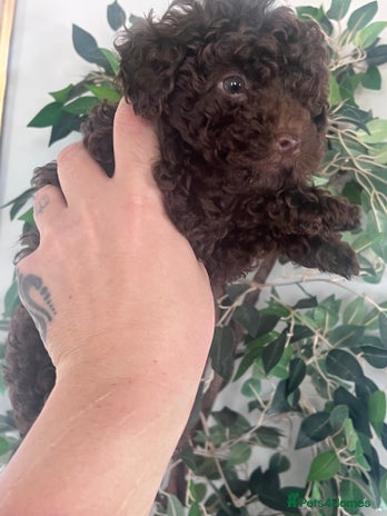 Shihpoo dogs - Advert 1