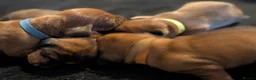 Miniature Dachshund dogs for sale: Miniature dashaund puppies  - Advert 10