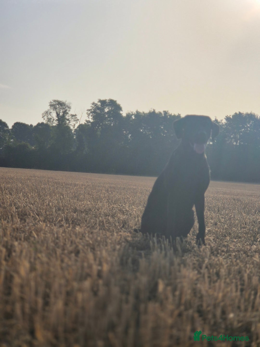 Labrador Retriever dogs for sale: Rehome lovely peach - Image 2