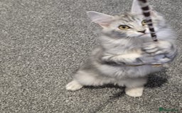 Maine Coon cats for sale: 💕5 TICA registered DNA CLEAR💕  - Image 5