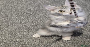 Maine Coon cats - Advert 1