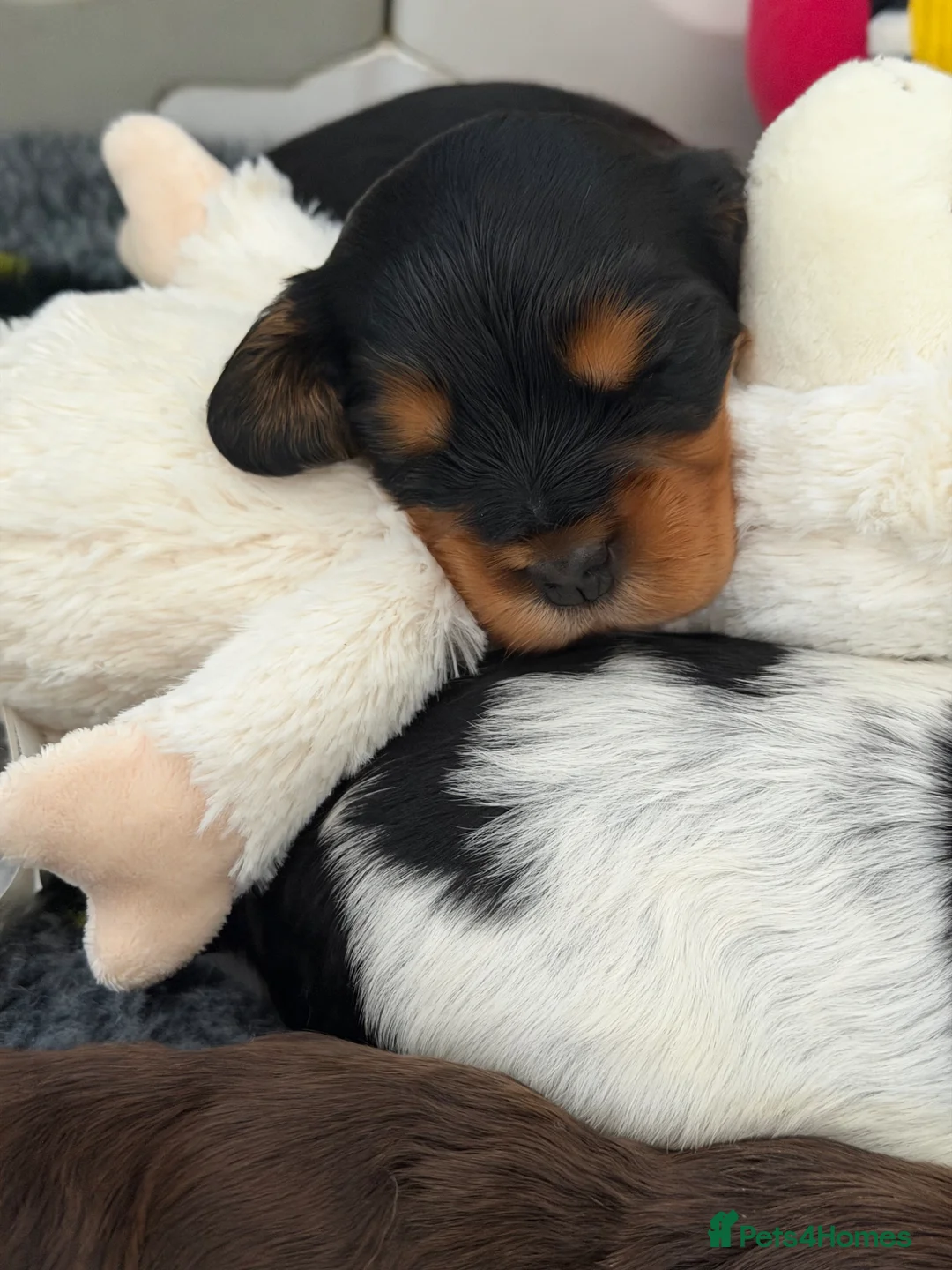 Cocker Spaniel dogs for sale: Show type English cocker spaniel puppies  - Advert 2