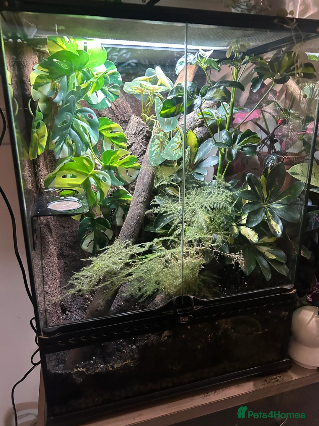 Gecko reptiles for sale: Crested gecko (male) - Advert 2