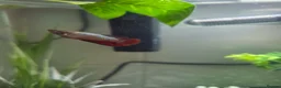 Bettas fish for sale: 5 Female Juvinile Bettas - Advert 6