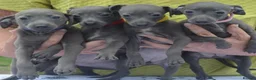 Italian Greyhound dogs for sale: KC reg Blue Italian greyhound puppys - Advert 19
