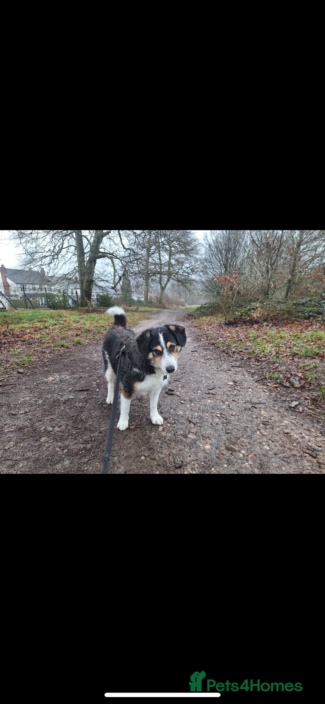 Mixed Breed dogs for adoption: Rico 11 years old - Image 2