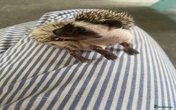 Pygmy Hedgehog rodents for sale: Pygmy Hedgehogs - Babies & Older hogs Available - Image 7