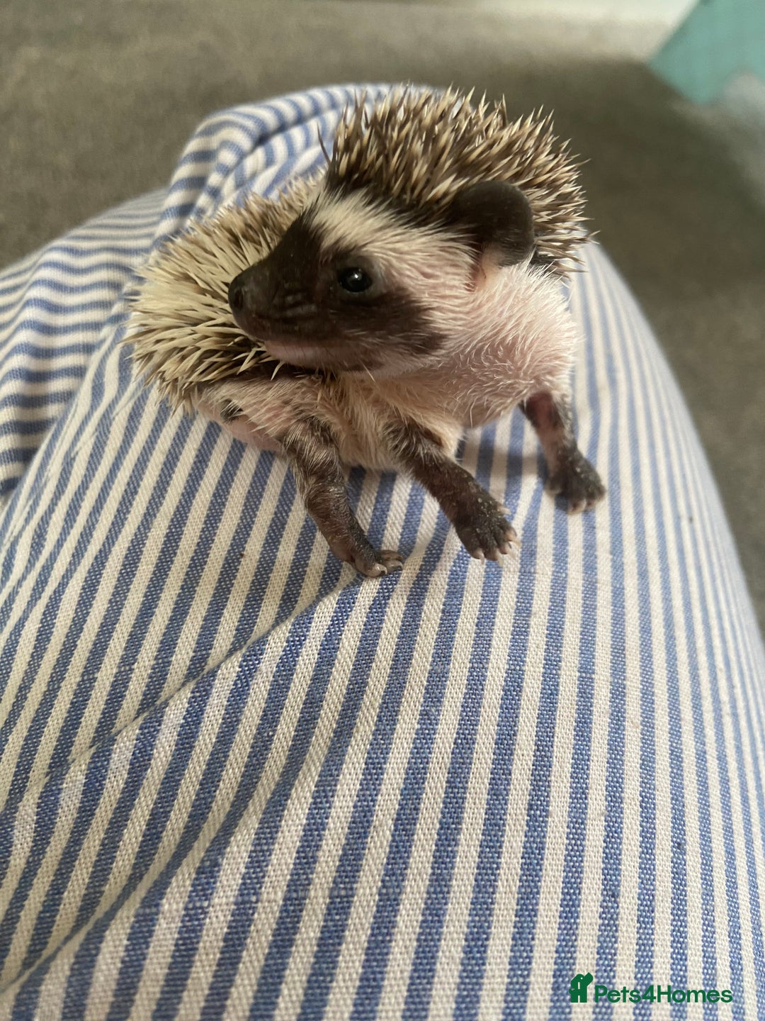 Pygmy Hedgehog rodents for sale: Pygmy Hedgehogs - Babies & Older hogs Available - Image 7