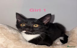 Domestic Shorthair cats for sale: 2 beautiful female kittens ready for adoption - Image 1