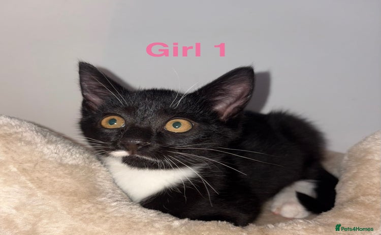 Domestic Shorthair cats - Advert 2